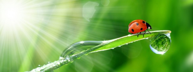 Looking After Our Future………..Today! - Ink & Toner Recycling Ltd